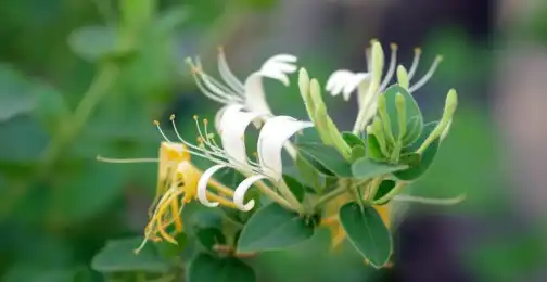 How to Use Honeysuckle Extract in Your Wellness Routine